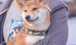 崔狗子带你吃瓜,崔狗子带你领略娱乐圈最新“吃瓜”盛宴