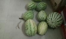 收手机吃瓜,收瓜吃瓜两不误