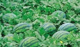 武仁林地里吃瓜,夏日田园美食之旅