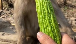 猴瓜可以吃吗,能否食用及营养价值解析