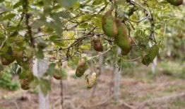 吃瓜吐籽八月瓜,吃瓜吐籽，品味夏日清凉