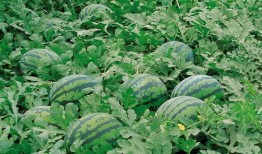 永久吃瓜群440206,一场全民参与的狂欢盛宴