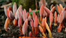 仙鹿吃瓜,揭秘神秘仙界的奇异食趣