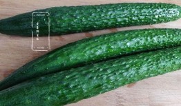 夏天怎么吃瓜最爽,解锁最爽的消暑秘籍