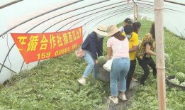 员工夏季吃瓜比赛,员工吃瓜大赛欢乐上演