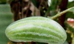 小伙上山摘瓜吃西瓜,小伙上山摘瓜，意外收获甜蜜西瓜