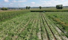 爱心助农 吃瓜图片,瓜果飘香——共筑丰收喜悦