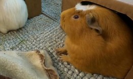 豚鼠吃瓜视频,萌态十足引网友爆笑