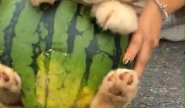 白狗吃瓜,白狗的瓜田奇遇记