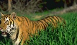 猛虎吃瓜的视频,揭秘动物界的趣味瞬间