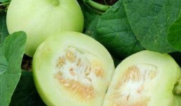 减肥可以吃玲珑瓜,天然低脂美食，轻松享瘦新选择