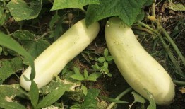 如何吃白皮瓜,轻松解锁美味新体验