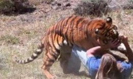 猛虎吃瓜的视频,揭秘动物界的趣味瞬间