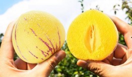 茄瓜是否去瓤吃,口感与营养的抉择