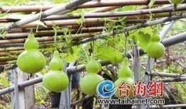 吃葫芦瓜喝茶,消暑解渴的夏日饮品新宠