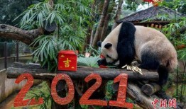 熊猫盲盒吃瓜,揭秘网红“吃瓜”背后的秘密