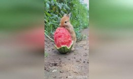 猎奇兔吃瓜,揭秘娱乐圈背后的秘密