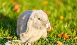 兔子会吃瓜叶吗,揭秘兔子是否爱吃瓜叶
