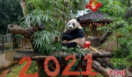 熊猫盲盒吃瓜,揭秘网红“吃瓜”背后的秘密