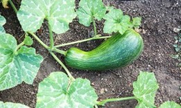 瓠瓜什么季节吃