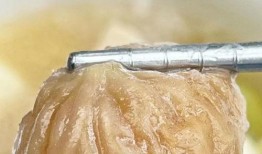 吃山药可以吃佛手瓜吗,同食相宜的养生佳选