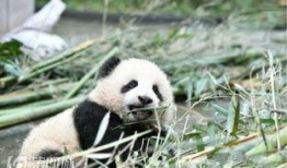 熊猫吃竹叶吃瓜