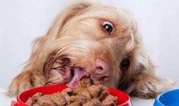 狗吃福瓜,宠物美食新体验