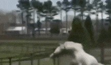 吃瓜动态图,吃瓜动态图趣味盘点