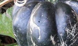 方瓜减肥可以吃吗