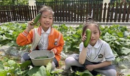 孩子在田里吃瓜,孩子纯真味蕾的夏日记忆