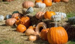 树一榔头吃瓜,揭秘网络热词背后的文化现象