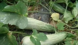 吃酥瓜的季节,尽享清凉美味时光