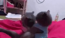 吃瓜动态图,吃瓜动态图趣味盘点