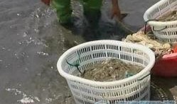 南通渔民吃瓜,瓜果飘香话渔村