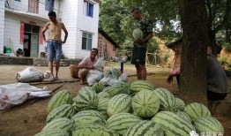 岗头村吃瓜视频,揭秘乡村生活趣味瞬间