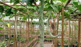 孕期吃蛇瓜,蛇瓜的营养与食用指南