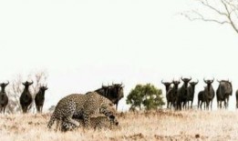 犀牛吃瓜的视频,瓜果飘香欢乐时光