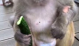 猴子吃瓜串词,一场猴子的夏日美食盛宴