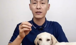 给小猫吃哈密瓜,哈密瓜美食之旅