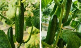 乳瓜两吃教程,美味与营养的双重享受