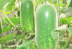 unifree吃瓜,吃瓜群众眼中的网红零食品牌