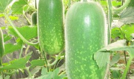 unifree吃瓜,吃瓜群众眼中的网红零食品牌