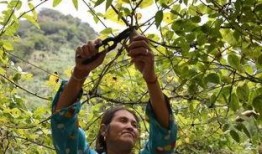 吃瓜吐籽八月瓜,吃瓜吐籽，品味夏日清凉