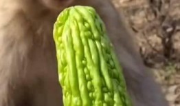 猴子吃瓜串词,一场猴子的夏日美食盛宴