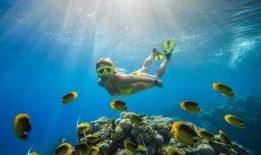 潜水吃瓜观众,揭秘水下世界的趣味观察