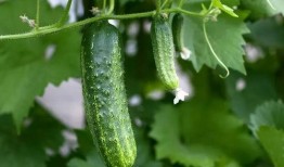 山谷吃瓜,一场别开生面的吃瓜盛宴