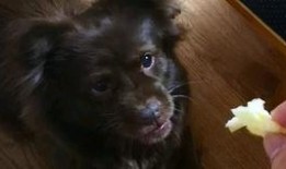 狗子吃瓜拉稀,探究原因及预防措施