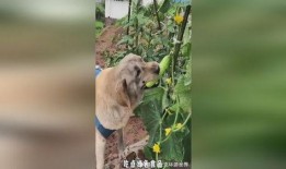 小狗吃瓜脸红,萌态十足引网友热议