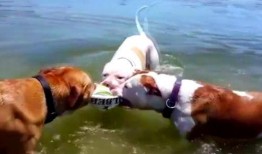 鹿大妈吃瓜,鹿大妈的瓜田奇遇记