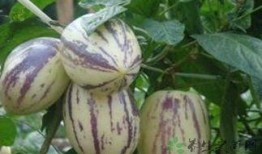 吃茄瓜减肥,轻松享瘦的秘密武器